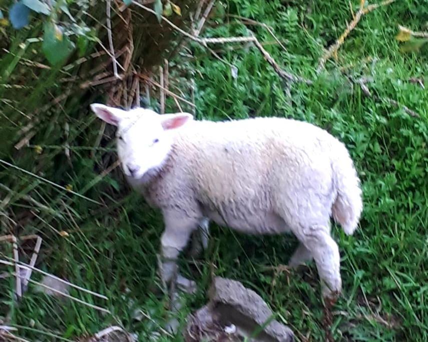 Rhos Y Bel Cottage Angelsey Llangadwaladr  المظهر الخارجي الصورة